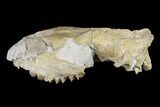Oreodont (Merycoidodon) Partial Skull - Wyoming #113032-4